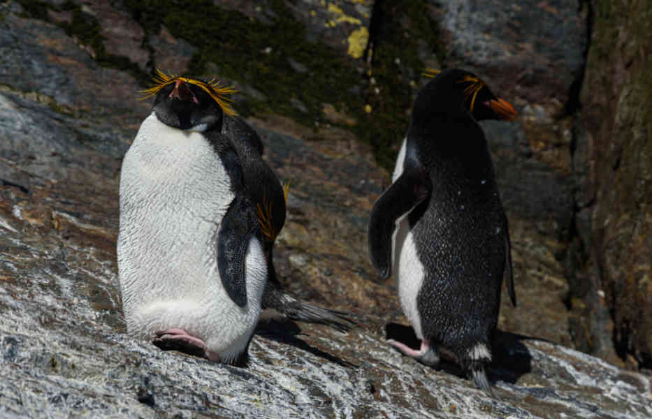 Pingüino Macaroni - islas Georgias del Sur 30.jpg